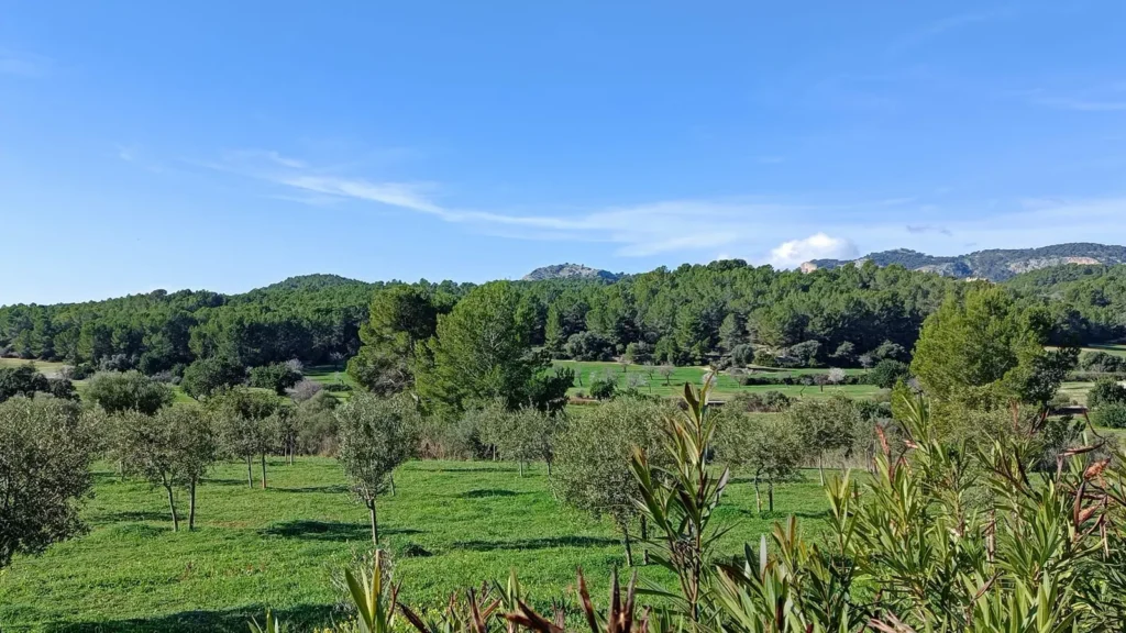 Calvià auf Mallorca – authentische Ortsansicht und Landschaft