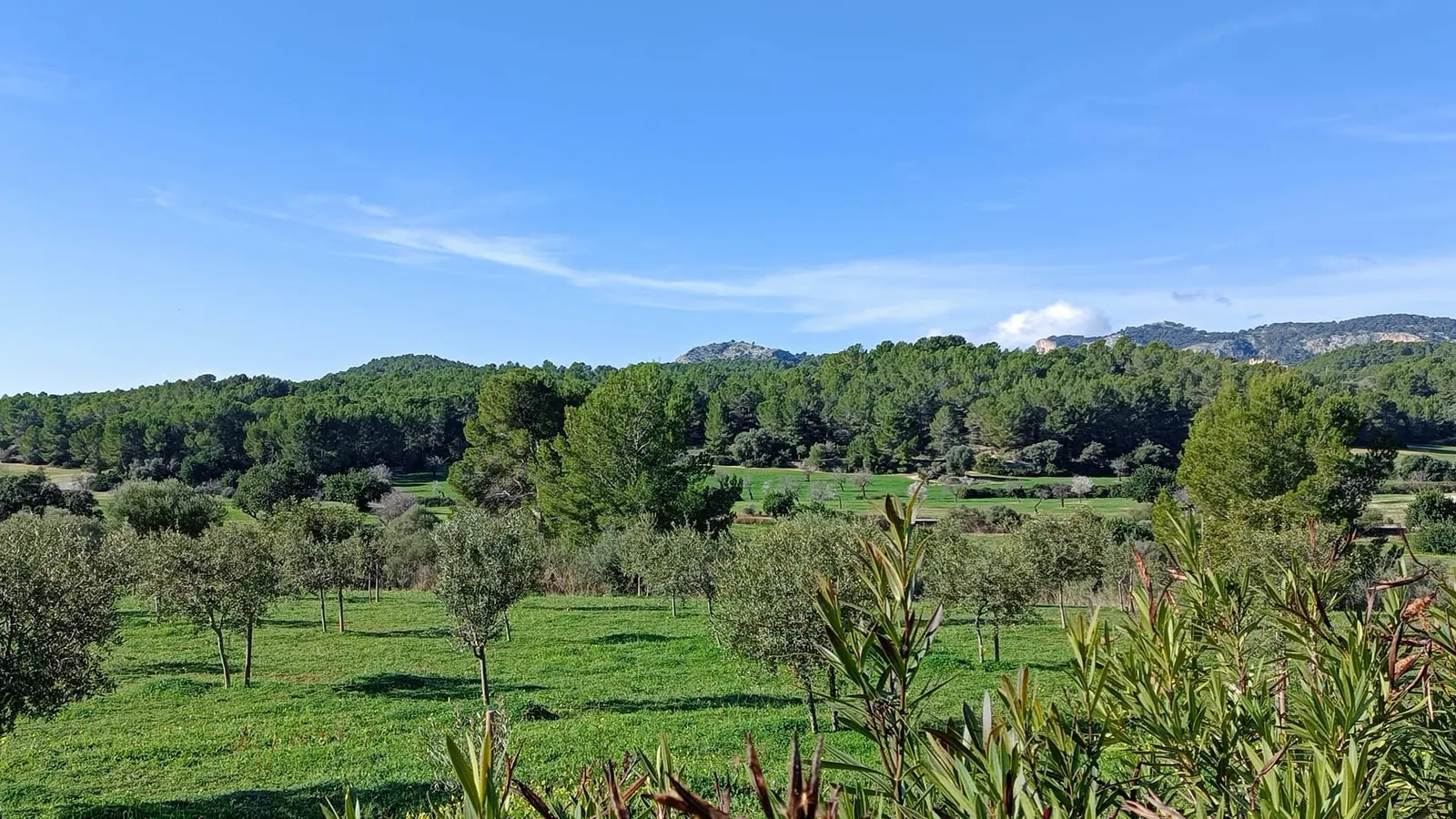 Calvià auf Mallorca – authentische Ortsansicht und Landschaft